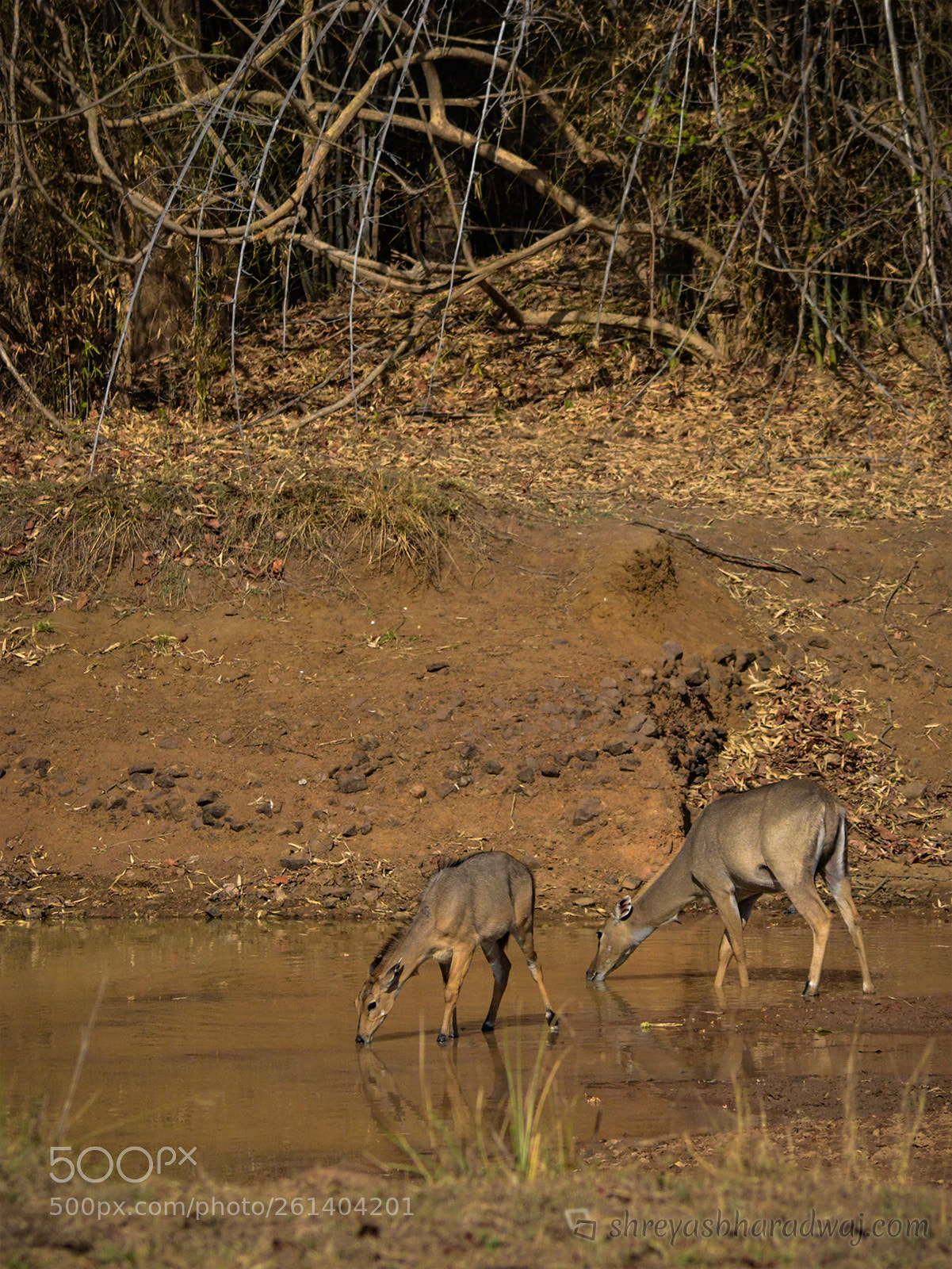 Nikon D3100 sample photo. Sambar deer photography