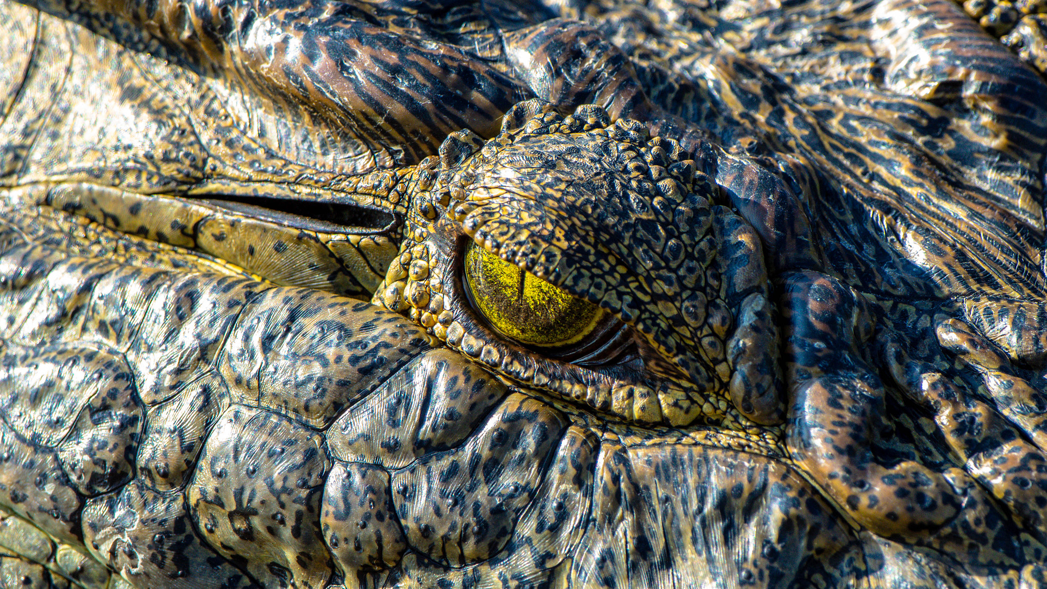 Pentax K-3 II sample photo. Croc's eye, chobe photography