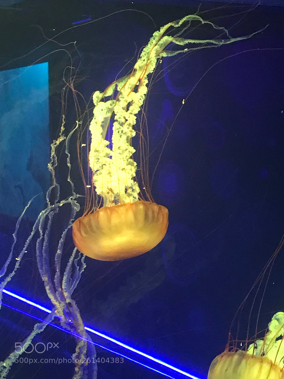 Apple iPhone 7 sample photo. Jellyfish photography