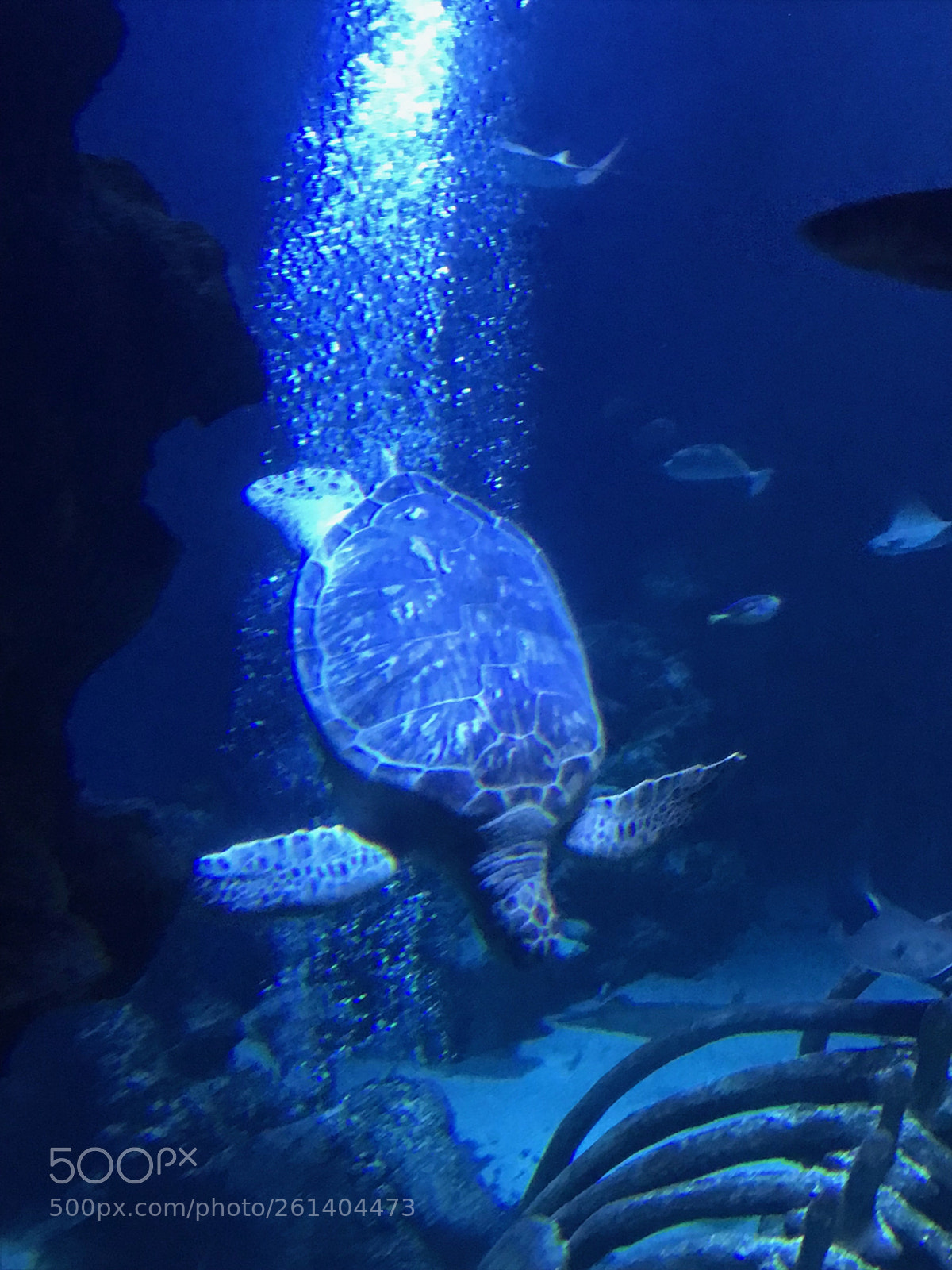 Apple iPhone 7 sample photo. Sea turtle photography