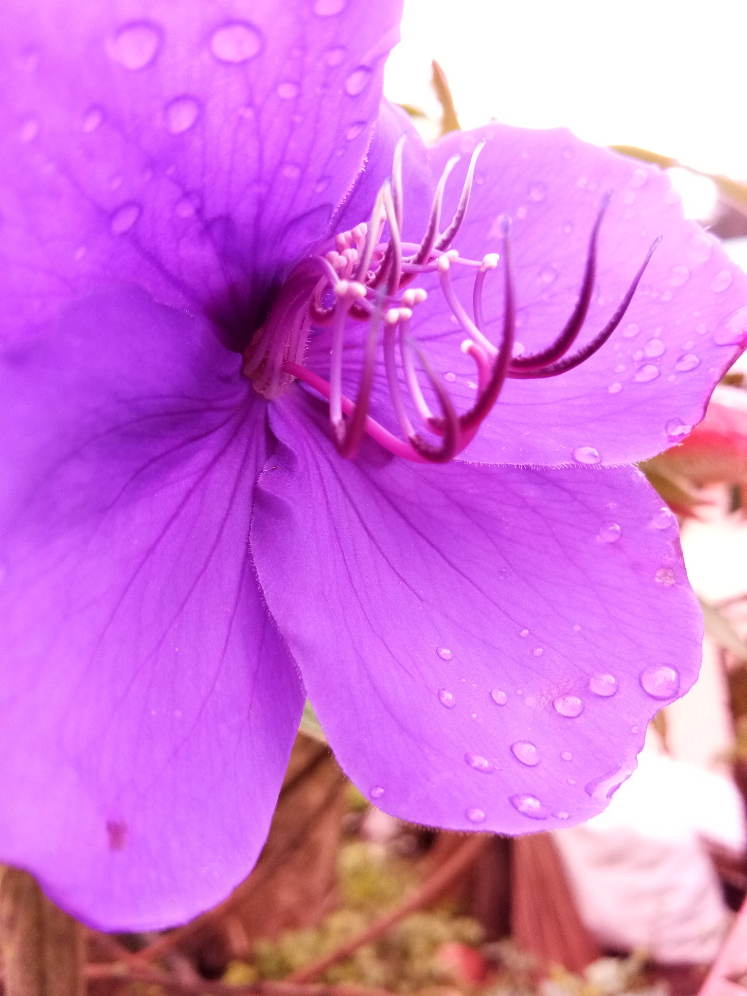 vivo 1601 sample photo. Water drops photography