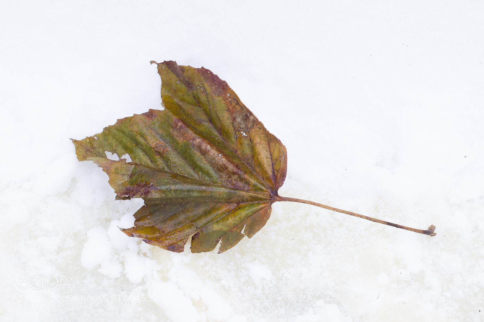Canon EOS 600D (Rebel EOS T3i / EOS Kiss X5) sample photo. Leaf photography