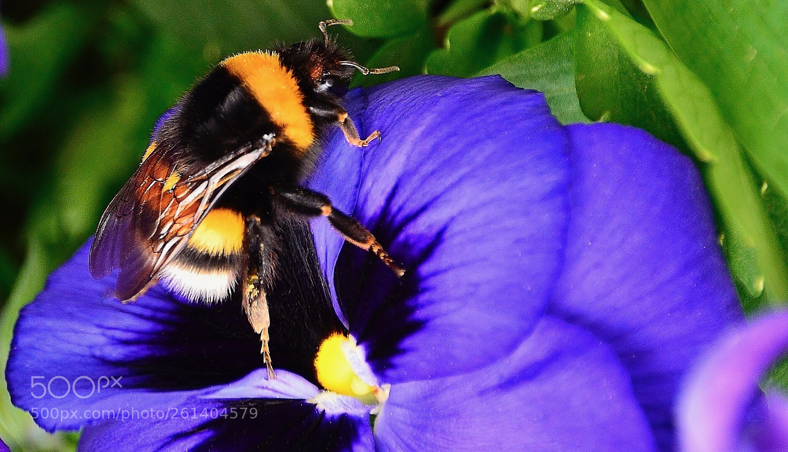 Nikon D7000 sample photo. The bee photography
