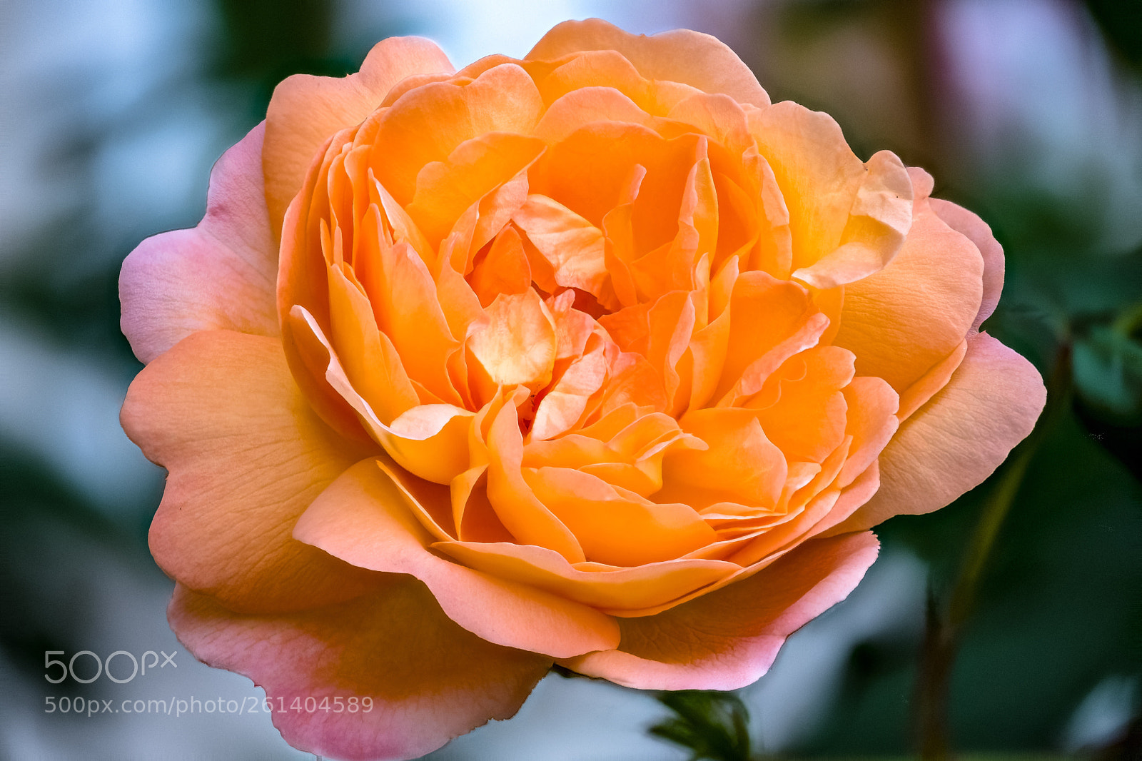 Fujifilm X-T2 sample photo. Orange rose photography