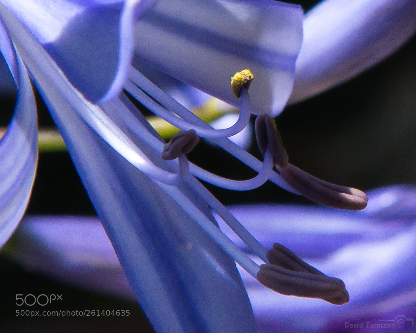 Nikon D800 sample photo. Upclose agapantha photography