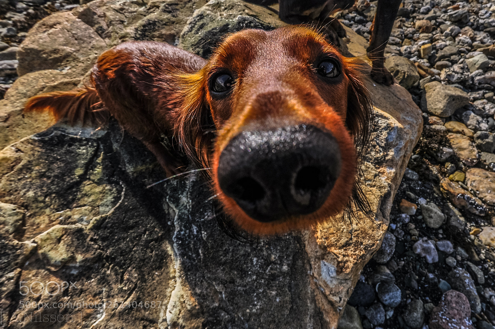 Nikon D90 sample photo. Long nose photography