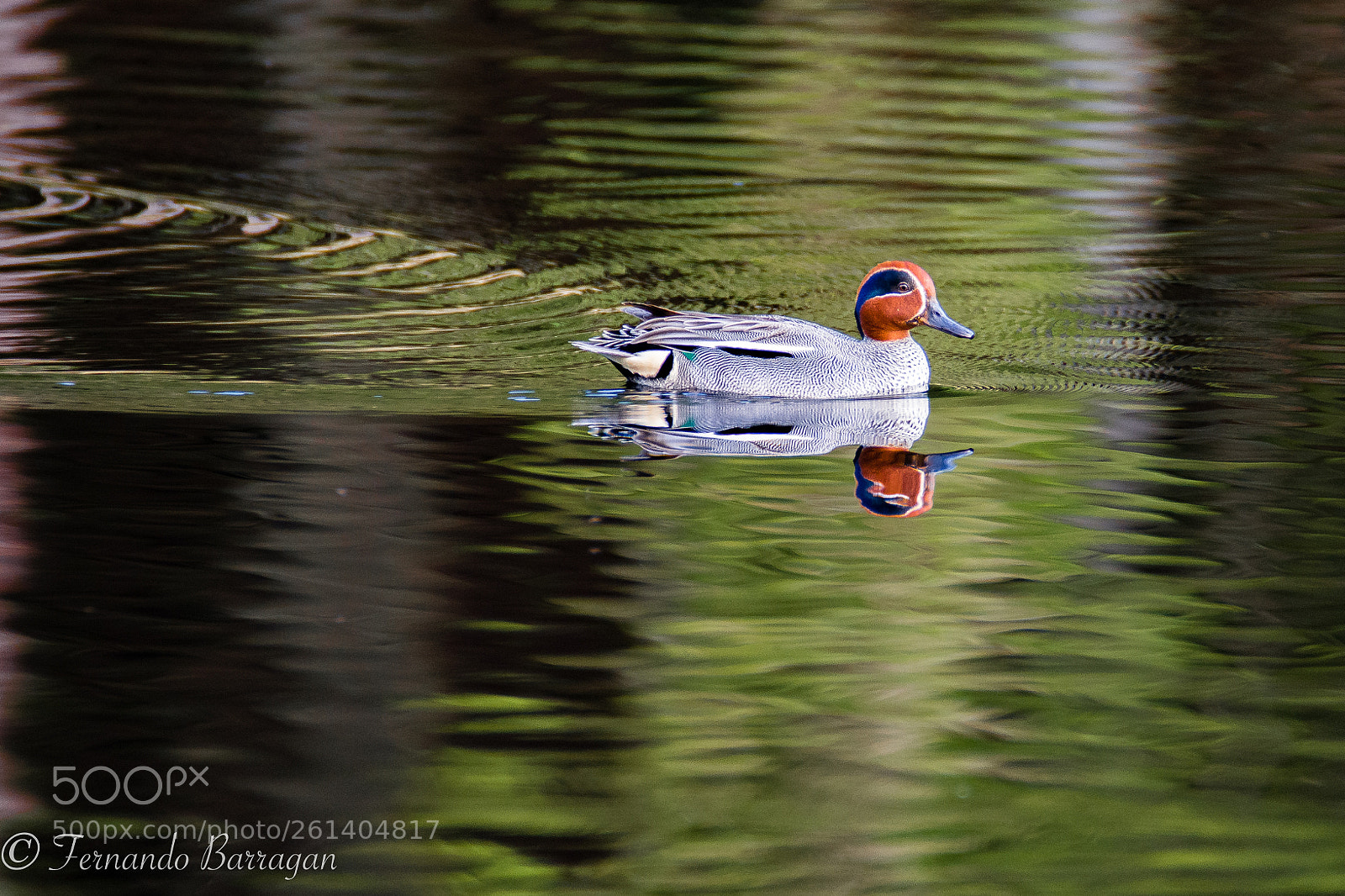 Nikon D7100 sample photo. Pato finland photography