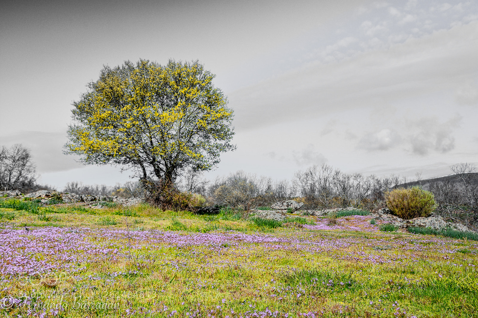 Nikon D7100 sample photo. Lozoya prado y arbol photography
