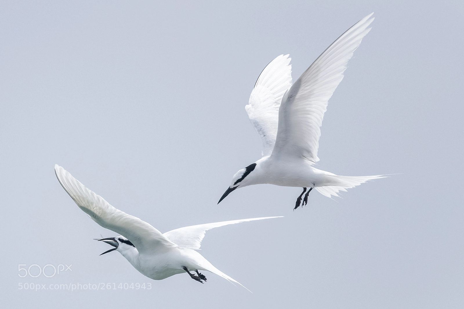 Nikon D850 sample photo. Terns changi - not photography