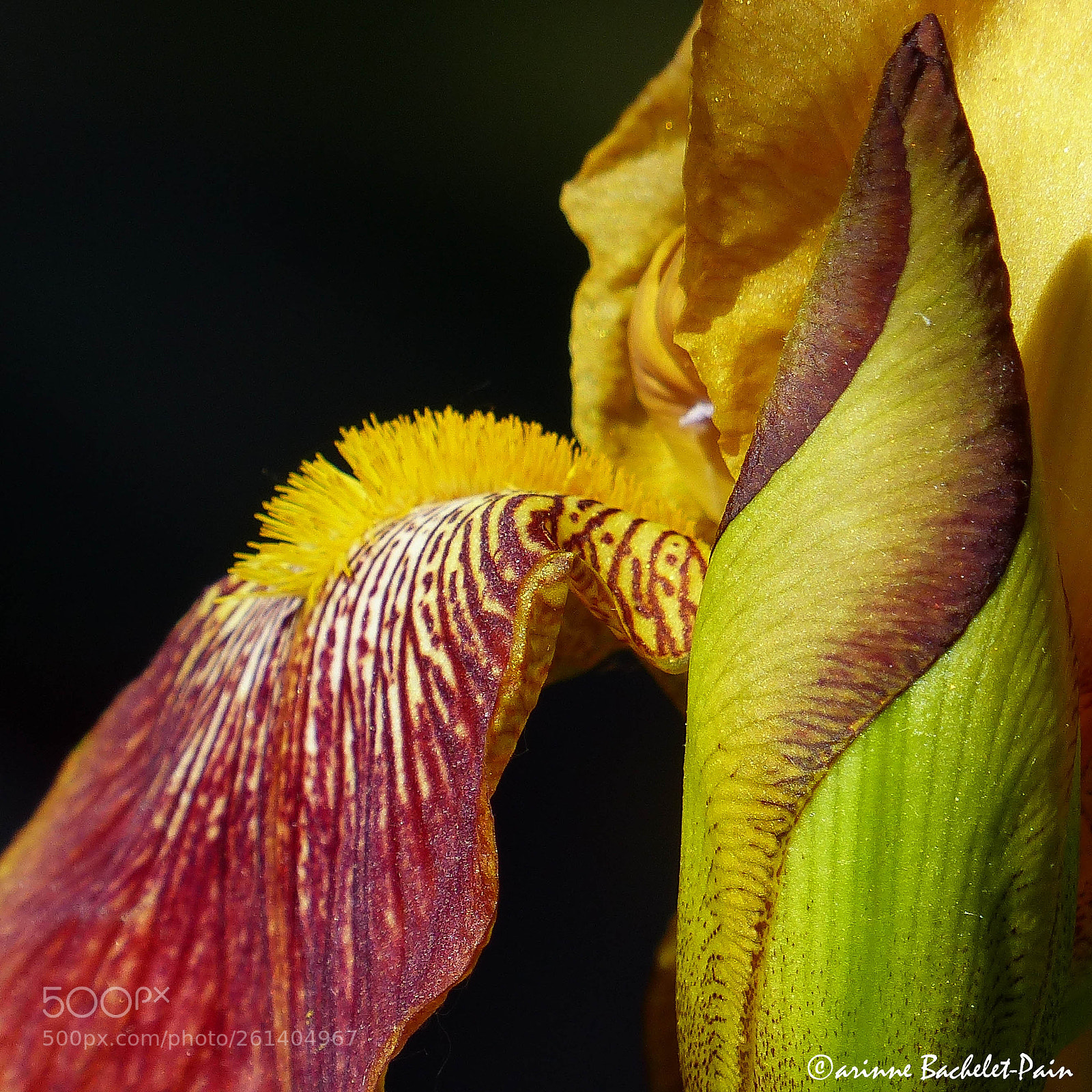 Panasonic Lumix DMC-FZ200 sample photo. Bourgeon d'iris photography
