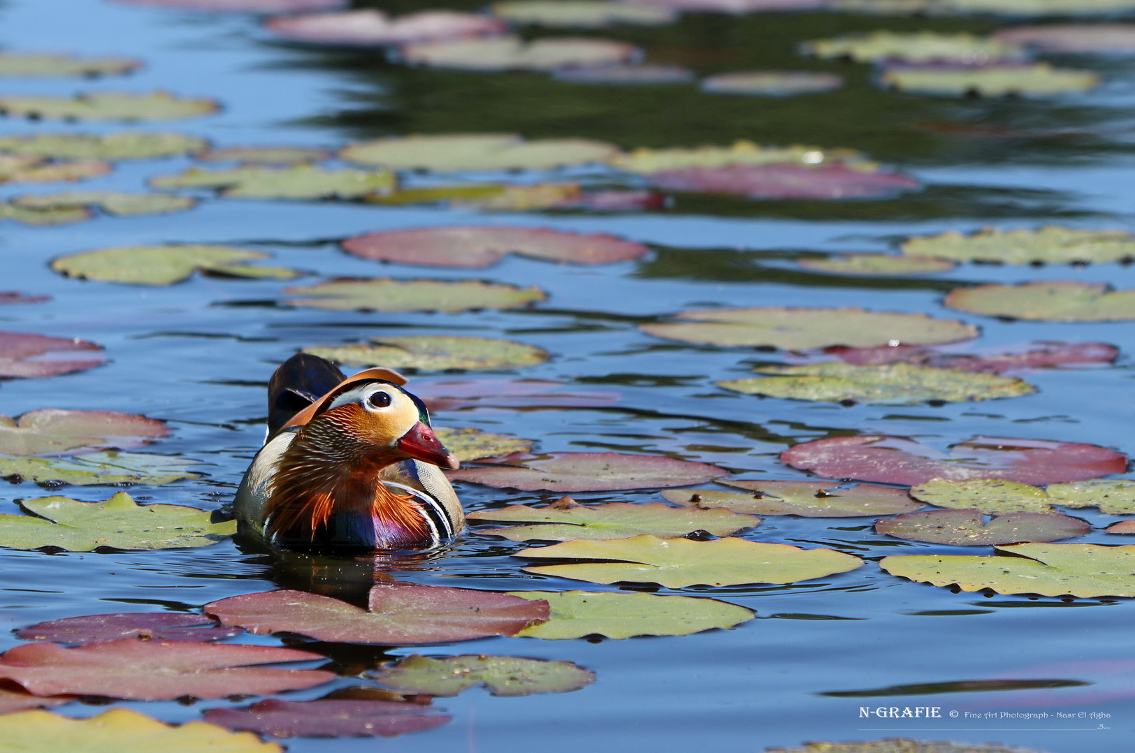 Canon EF 70-300 F4-5.6 IS II USM sample photo. Duck photography