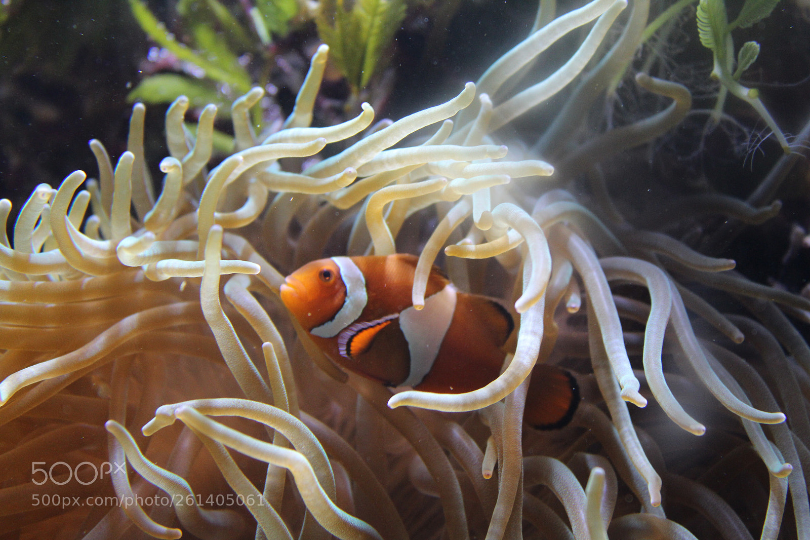 Canon EOS 1300D (EOS Rebel T6 / EOS Kiss X80) sample photo. Clown fish photography