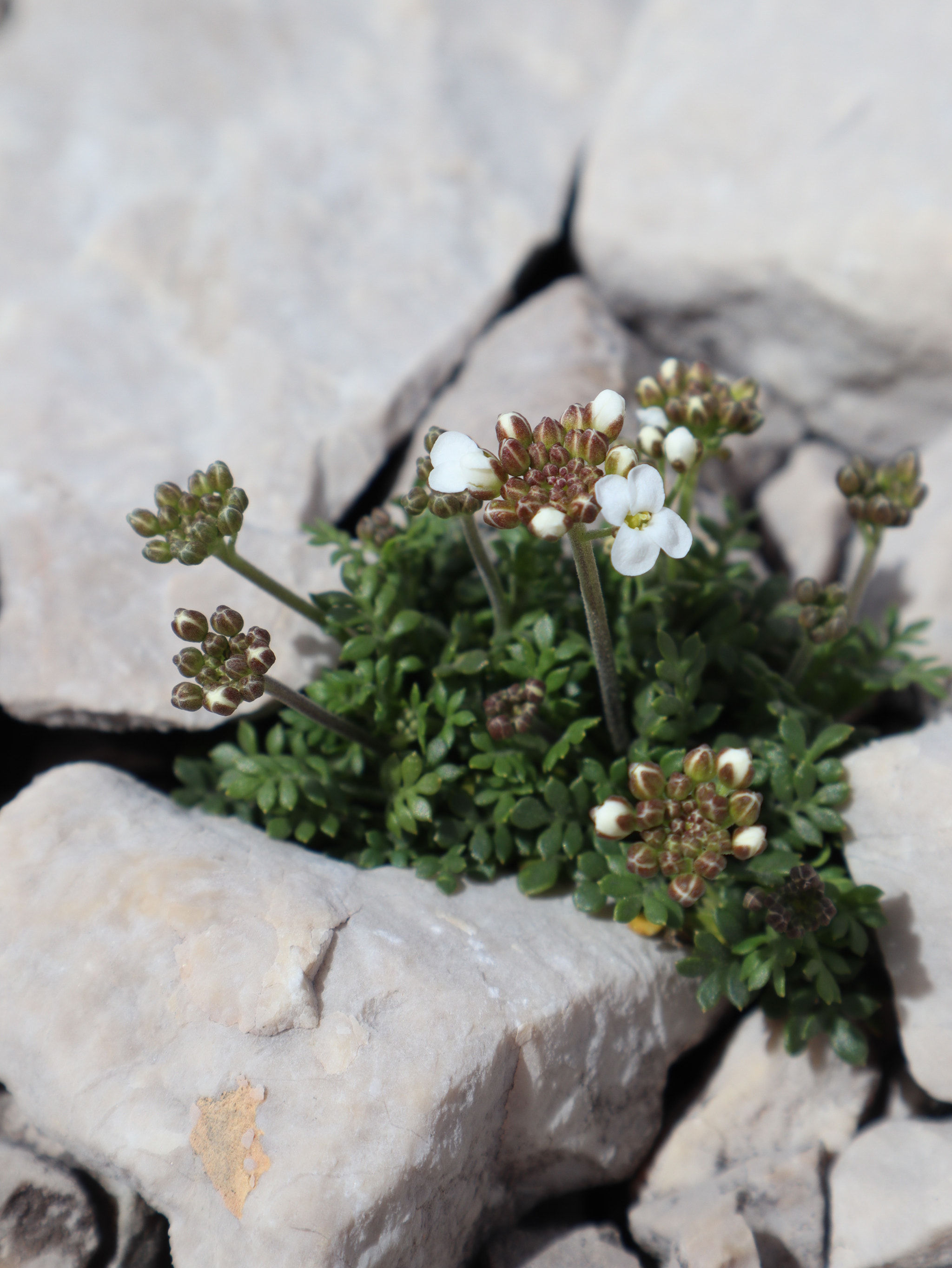 Canon EOS M50 (EOS Kiss M) sample photo. Flower and stone photography