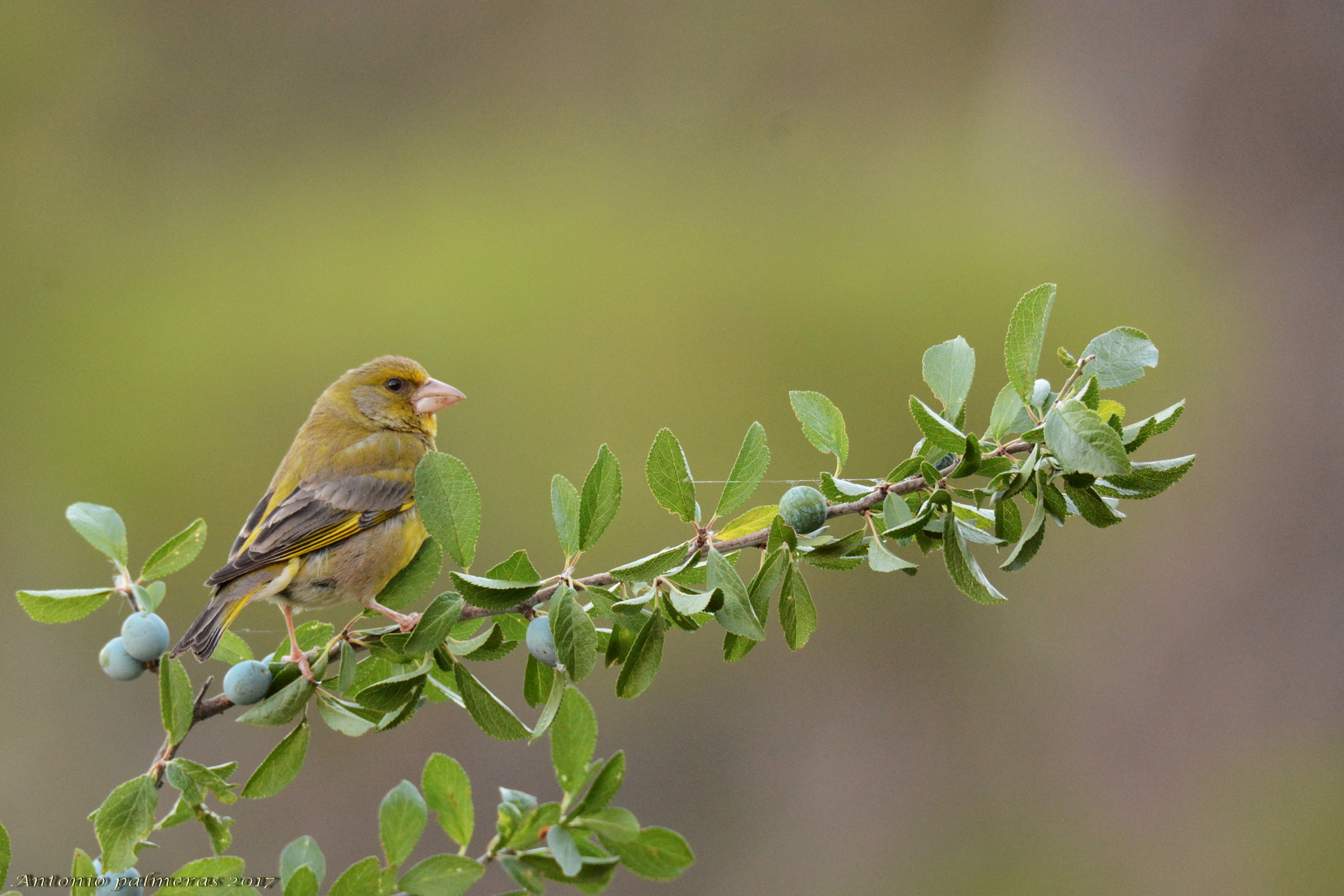 Sigma 150-600mm F5-6.3 DG OS HSM | S sample photo. Verdon photography