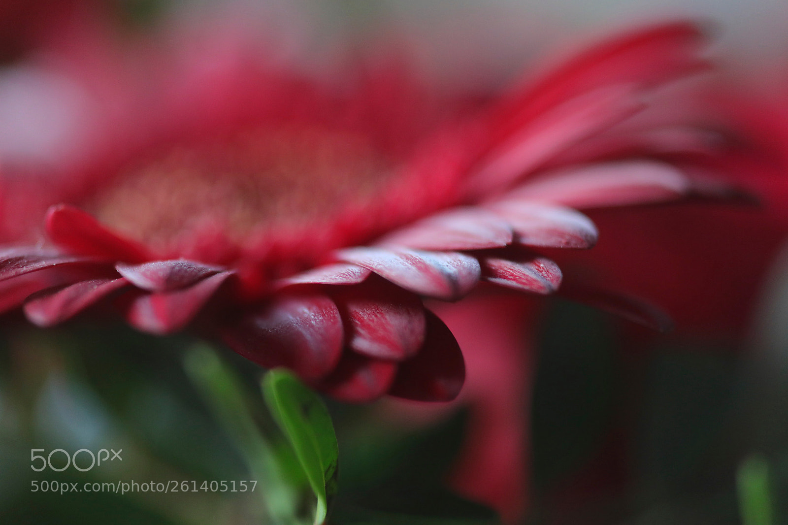 Canon EOS 5D Mark IV sample photo. Flowers home. photography