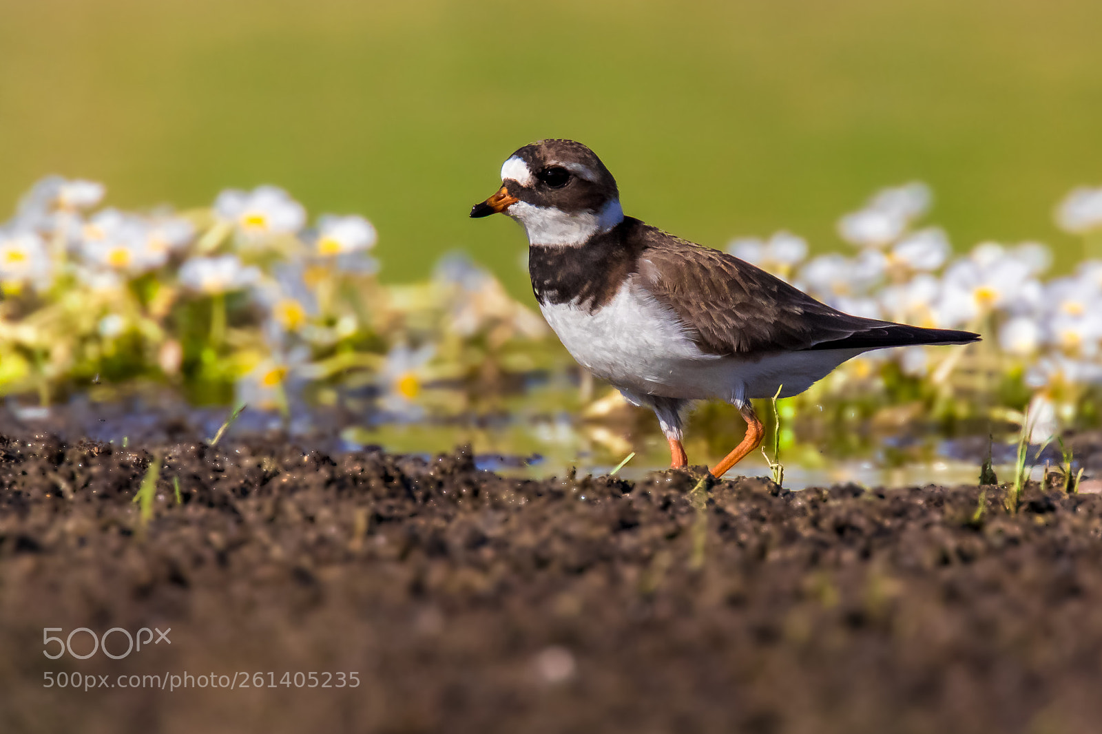 Canon EOS 7D Mark II sample photo. Common ringed plover (charadrius photography