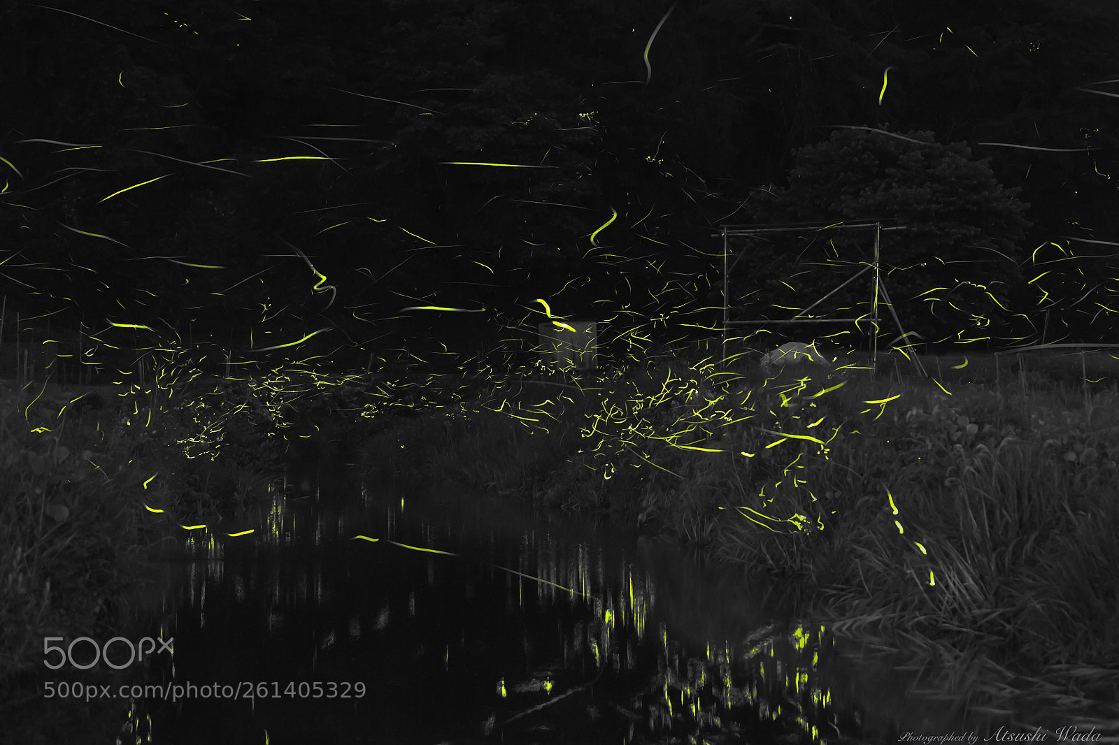 Canon EOS 6D sample photo. Firefly 蛍 photography