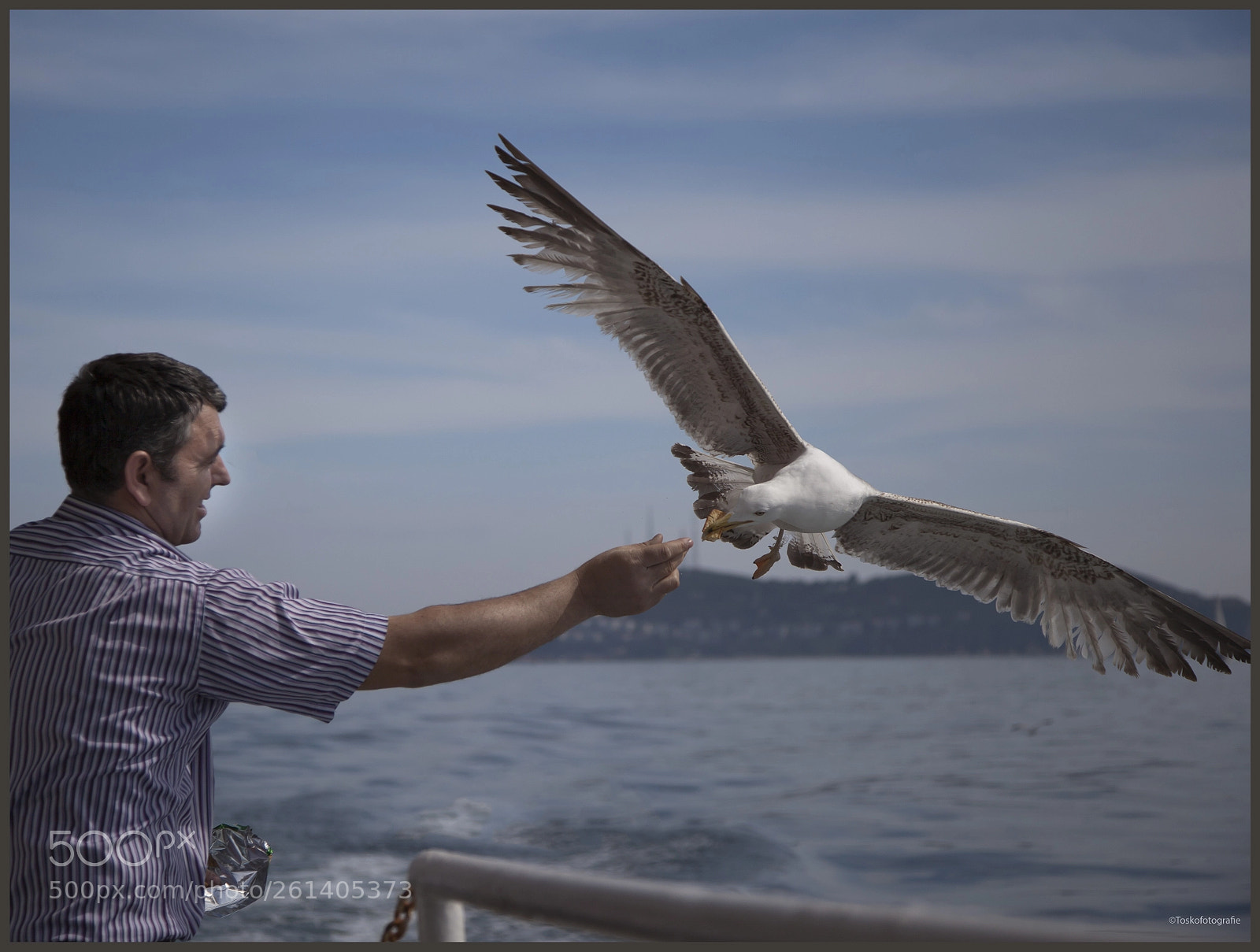 Canon EOS 5D Mark II sample photo. Seagull feeding photography