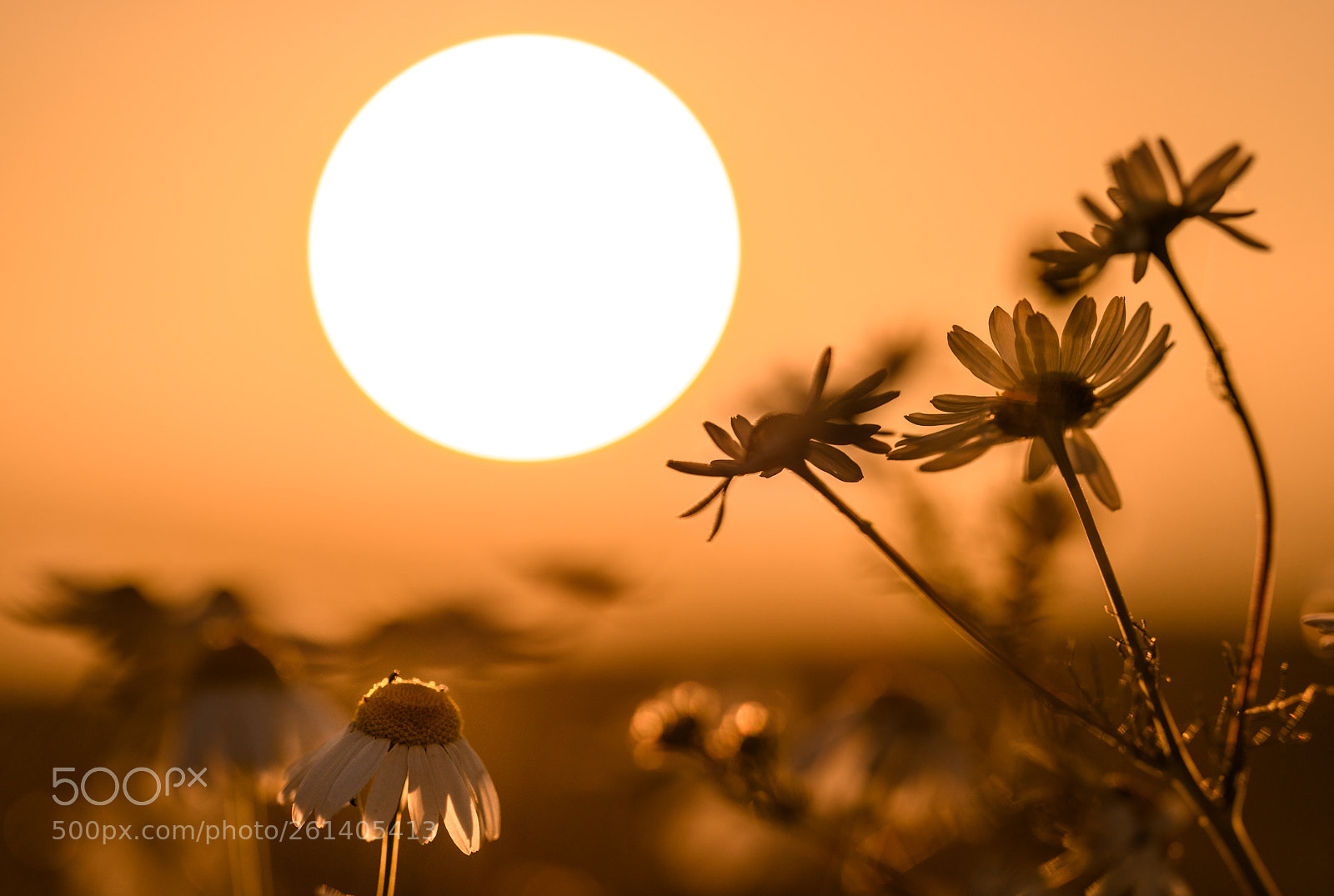 Nikon D850 sample photo. See you tomorrow again photography