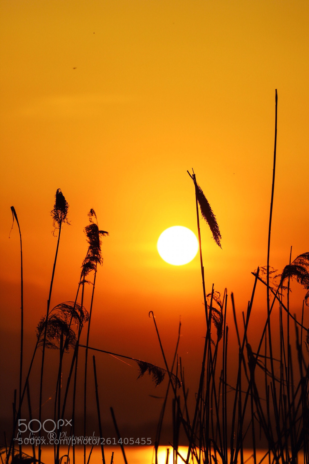 Canon EOS 6D Mark II sample photo. Caress of light 81 photography