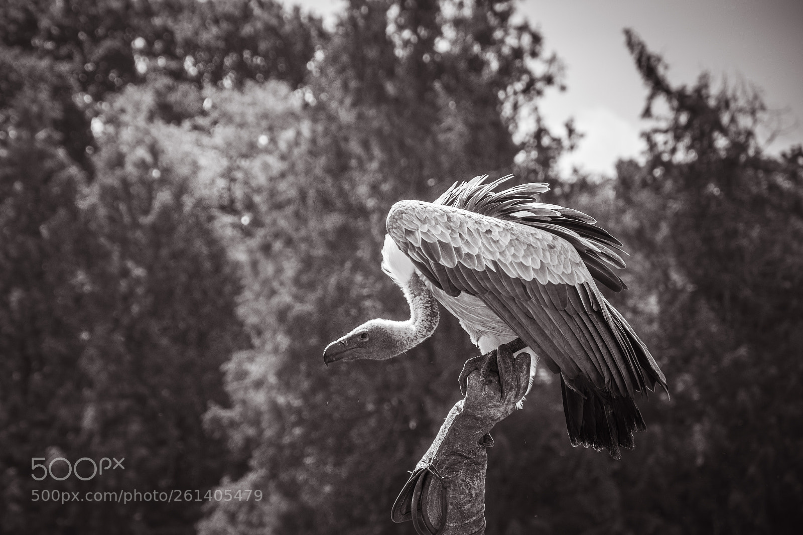 Nikon D7100 sample photo. Vautour au parc animalier photography