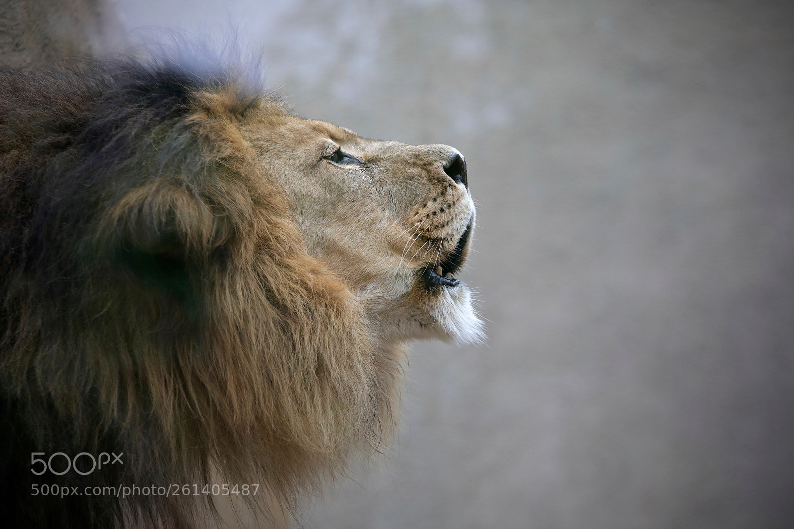 Canon EOS 5D Mark IV sample photo. 20 years old lion. photography
