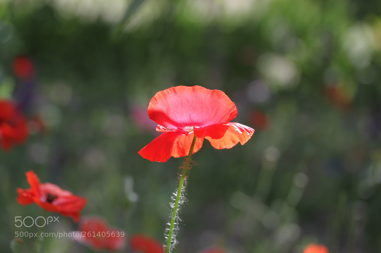 Canon EOS 500D (EOS Rebel T1i / EOS Kiss X3) sample photo. *** photography