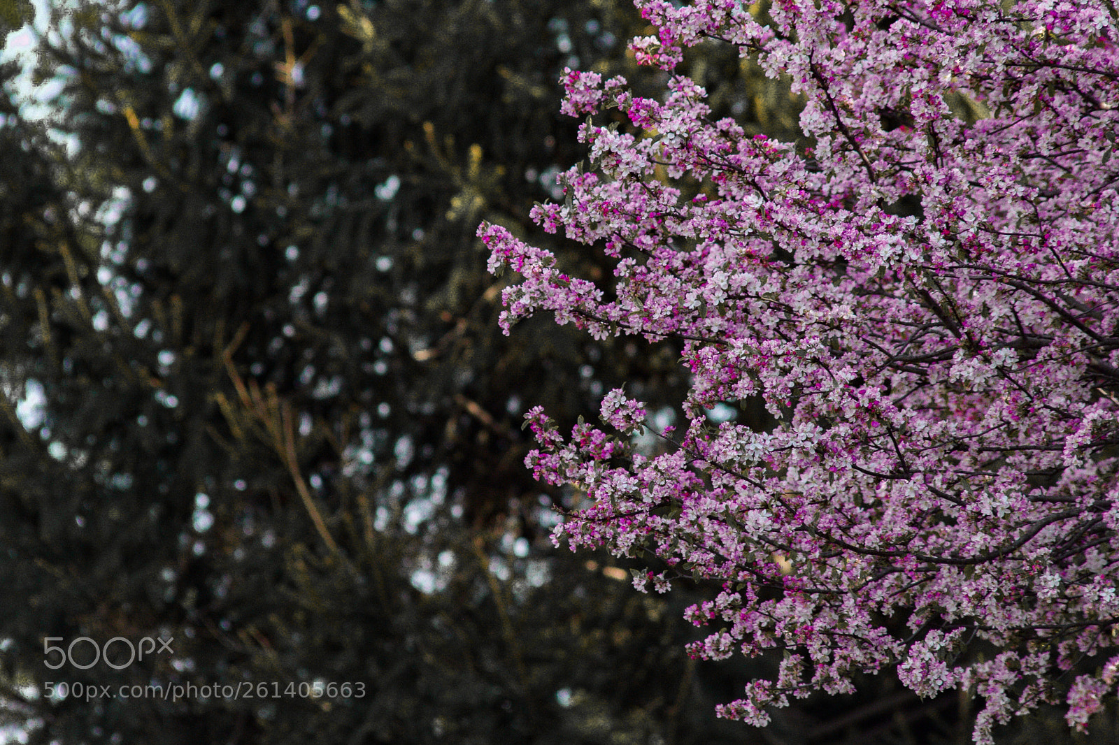 Canon EOS 7D sample photo. Sakura photography