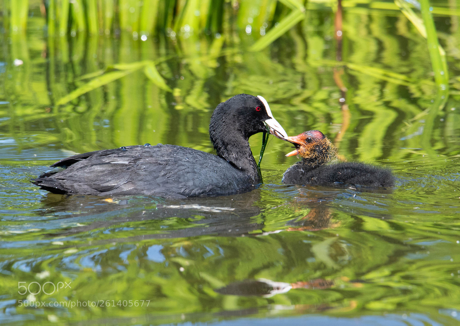 Nikon D750 sample photo. Eurasian coot with his photography