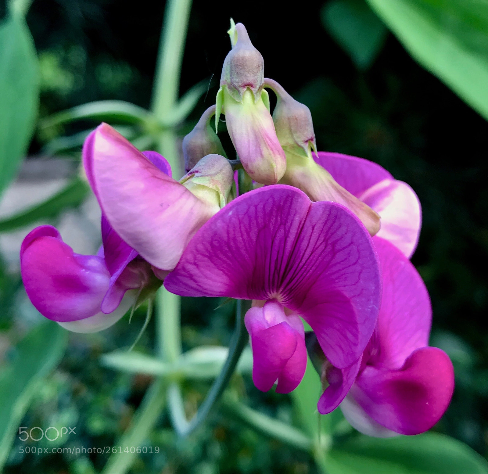 Apple iPhone 7 sample photo. Lathyrus  photography