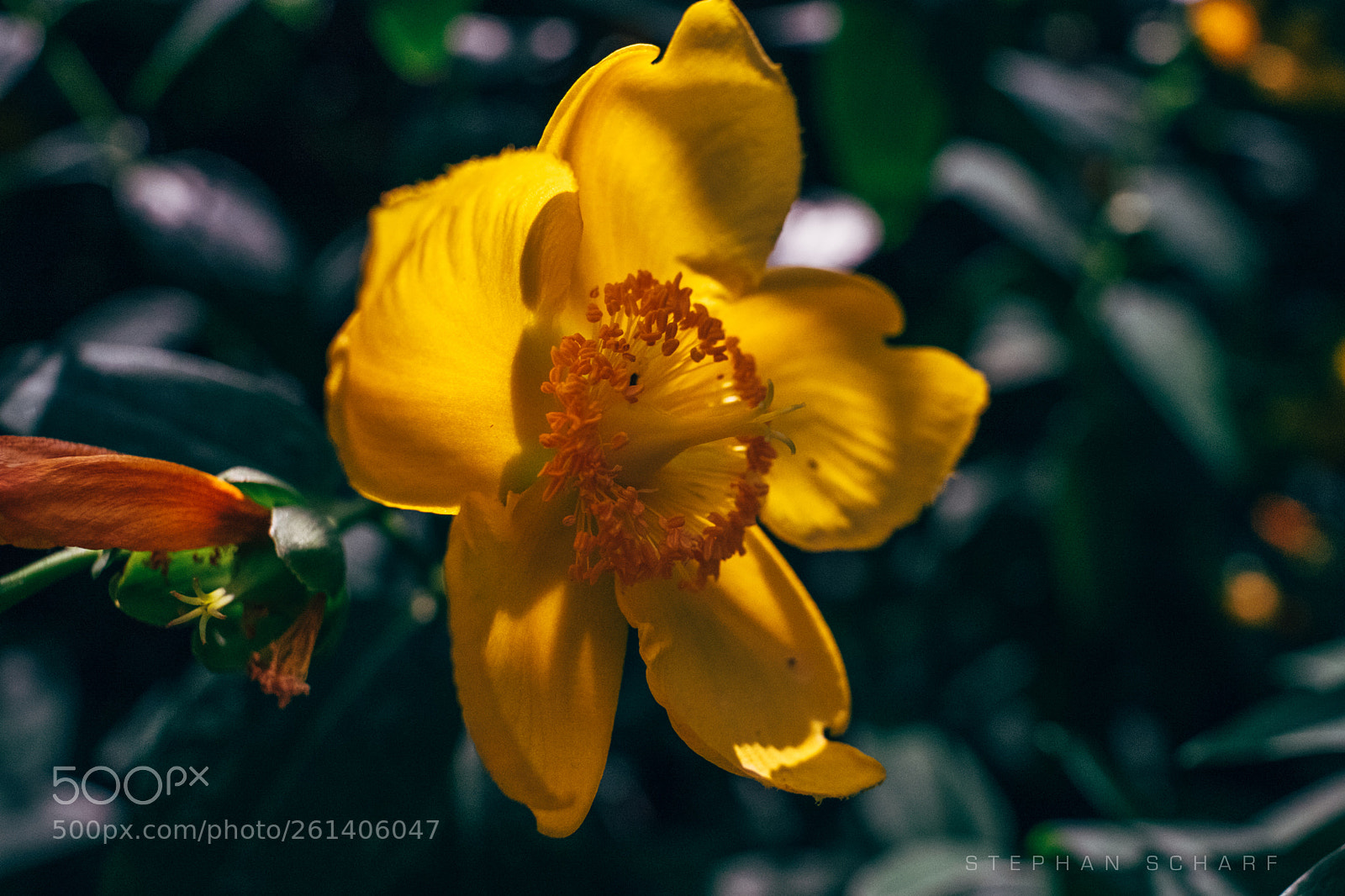 Fujifilm X-T10 sample photo. Yellow flower photography