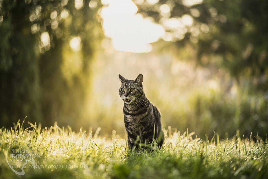 Canon EOS 6D sample photo. Spring morning photography