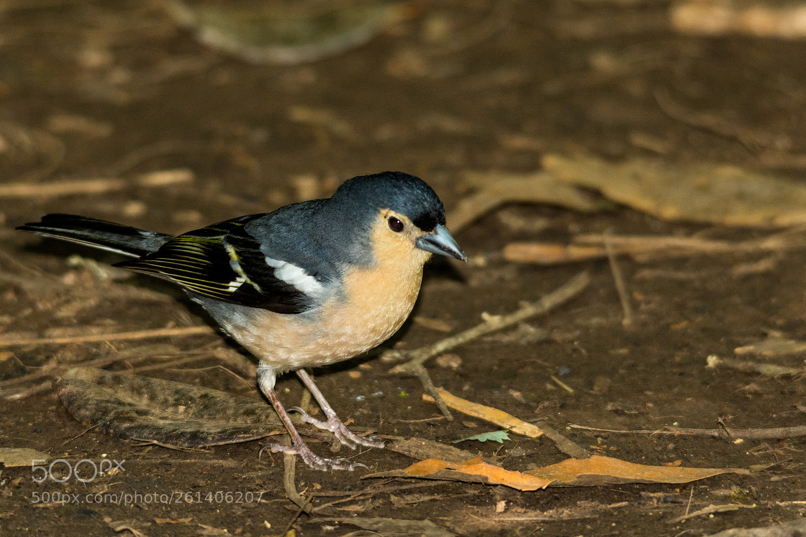 Nikon D7100 sample photo. Chaffinch photography