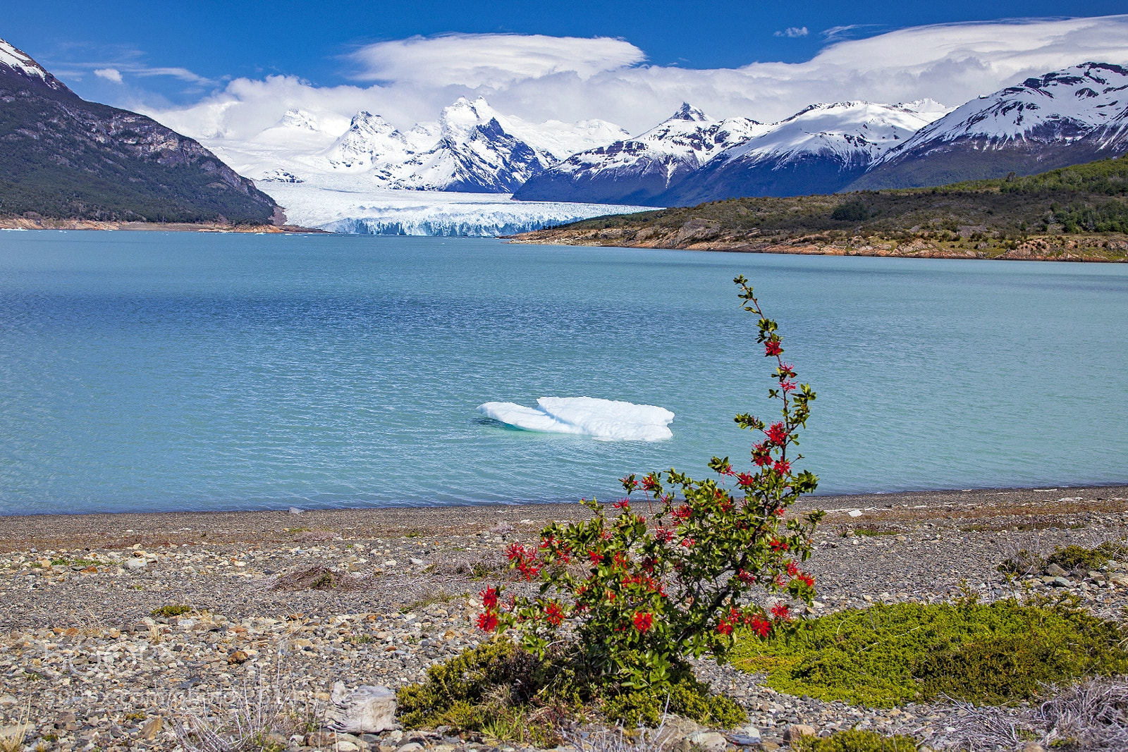 Canon EOS 5D Mark II sample photo. Glacier and flower photography
