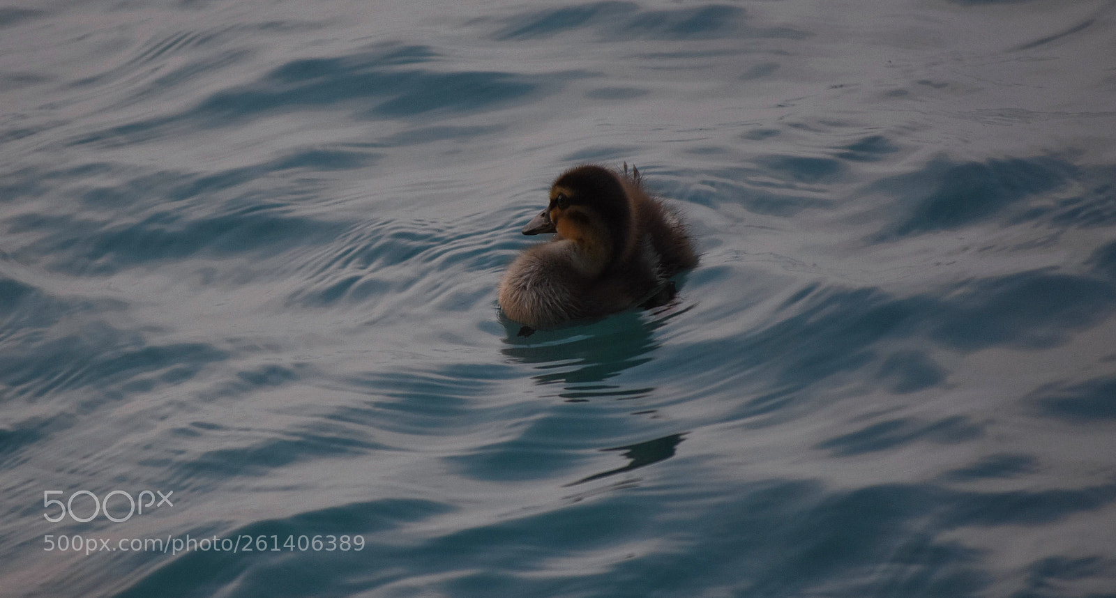 Nikon D7200 sample photo. Duckling photography