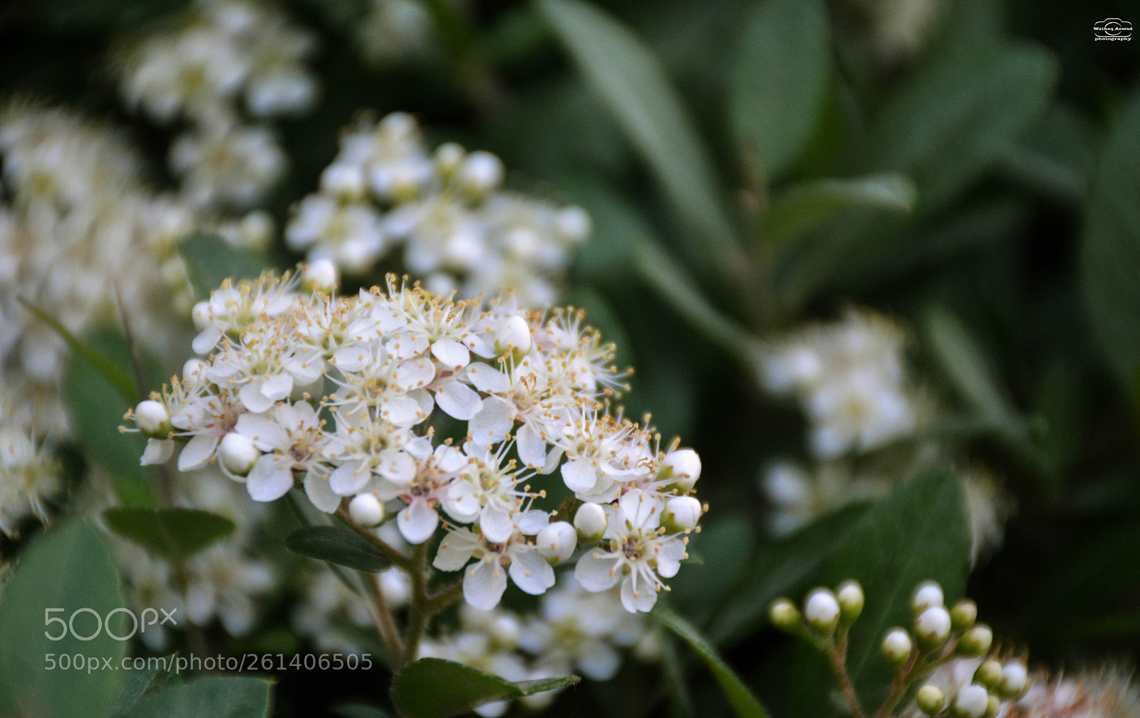 Nikon D7100 sample photo. My daily flower photography