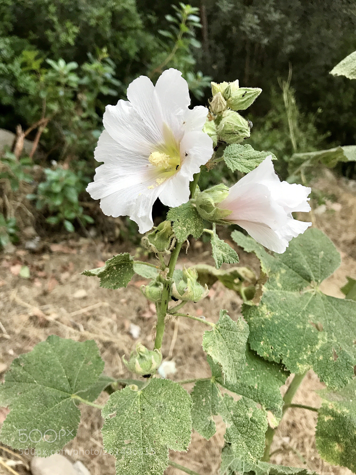 Apple iPhone 7 sample photo. Untitled photography