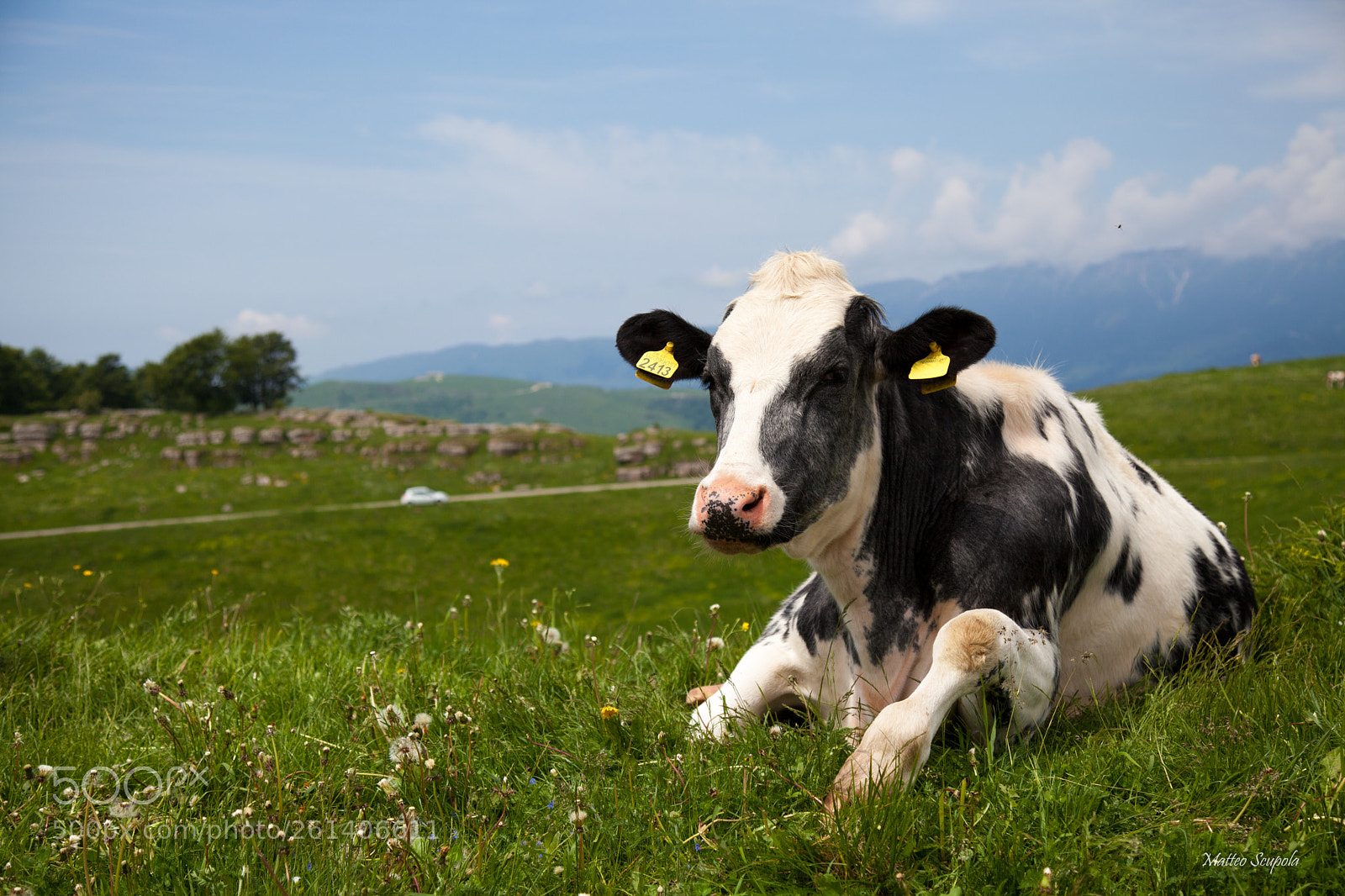 Canon EOS 5D Mark II sample photo. Cow photography