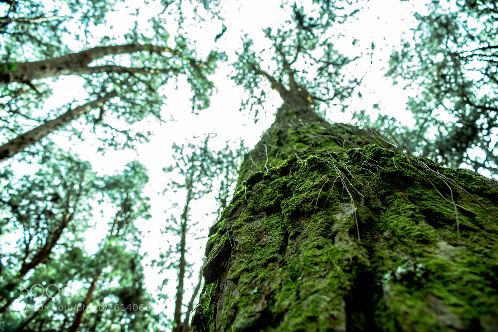Nikon D3400 sample photo. Pine forest photography