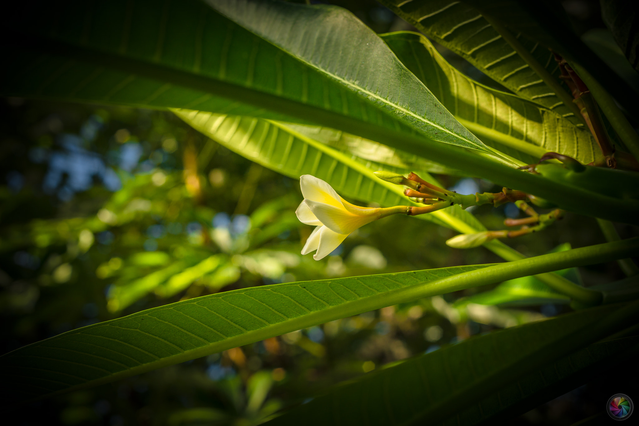 Sony a99 II sample photo. Botanischen gartens st.gallen - 85 photography