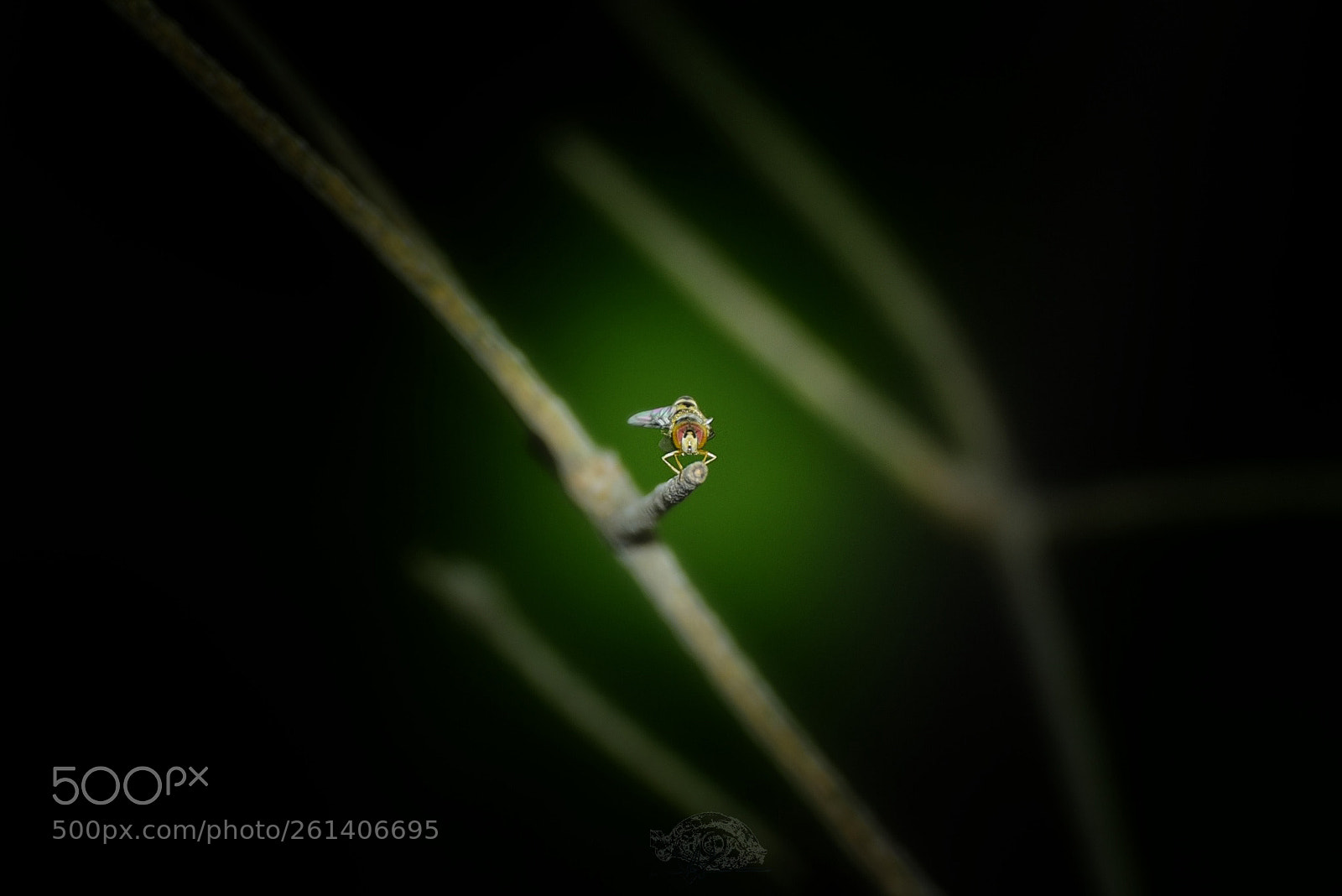Nikon D750 sample photo. Snapseed photography