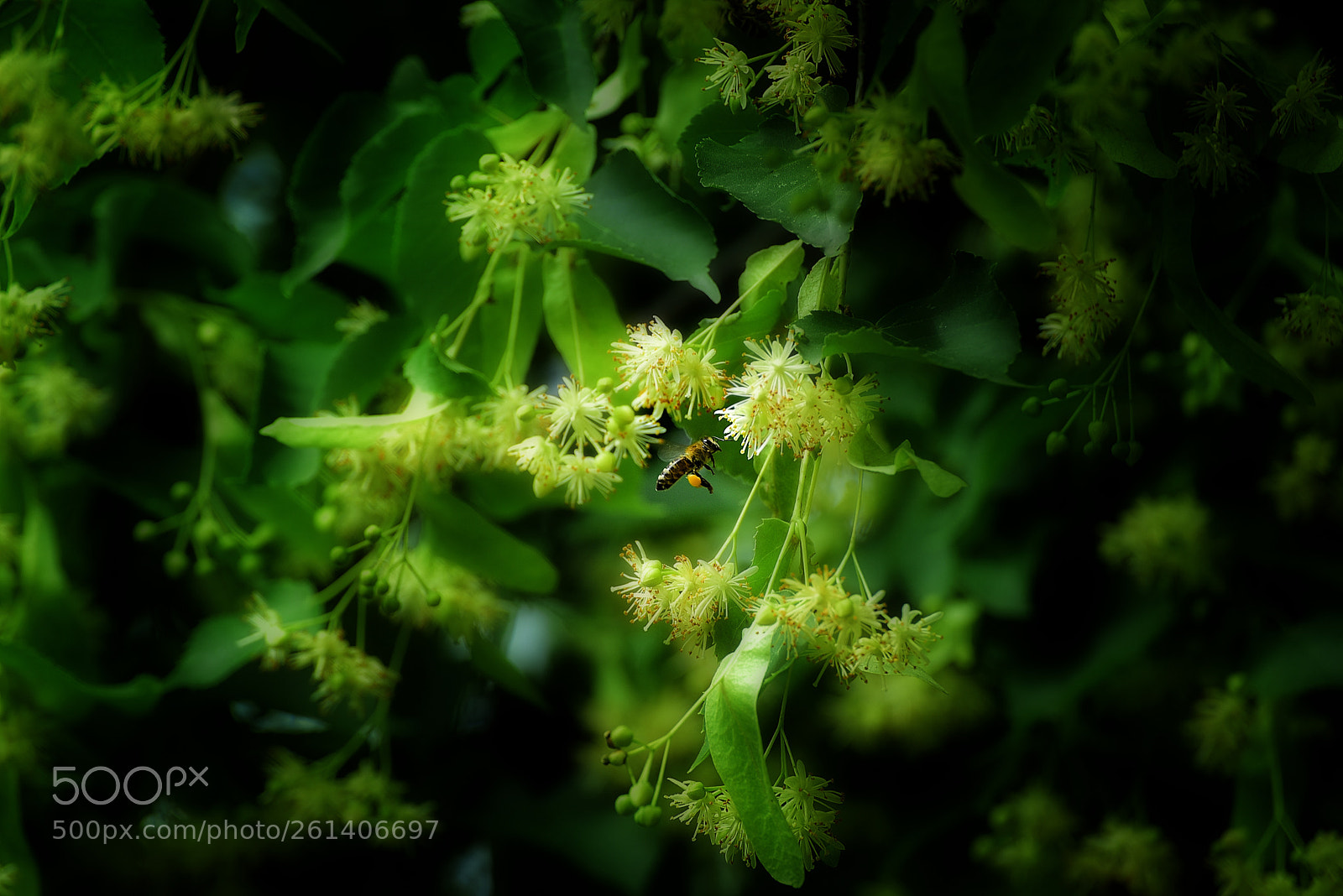 Nikon D750 sample photo. Snapseed photography