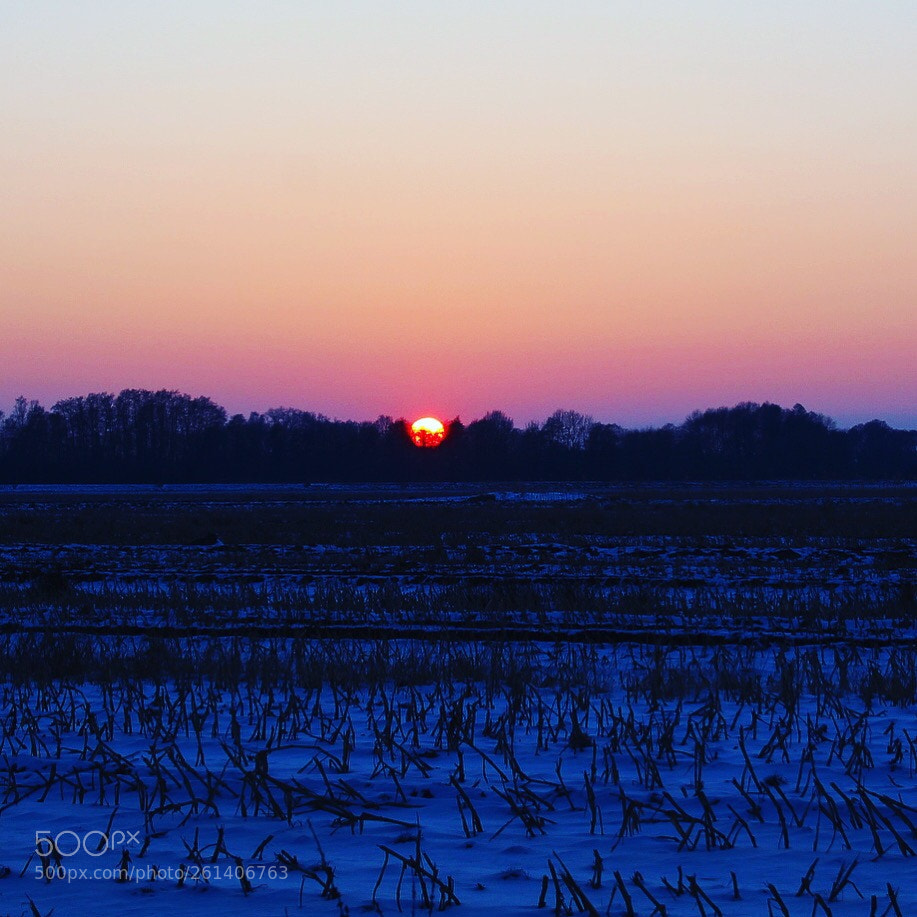 Canon EOS 1300D (EOS Rebel T6 / EOS Kiss X80) sample photo. Frosty fields ❄️ photography
