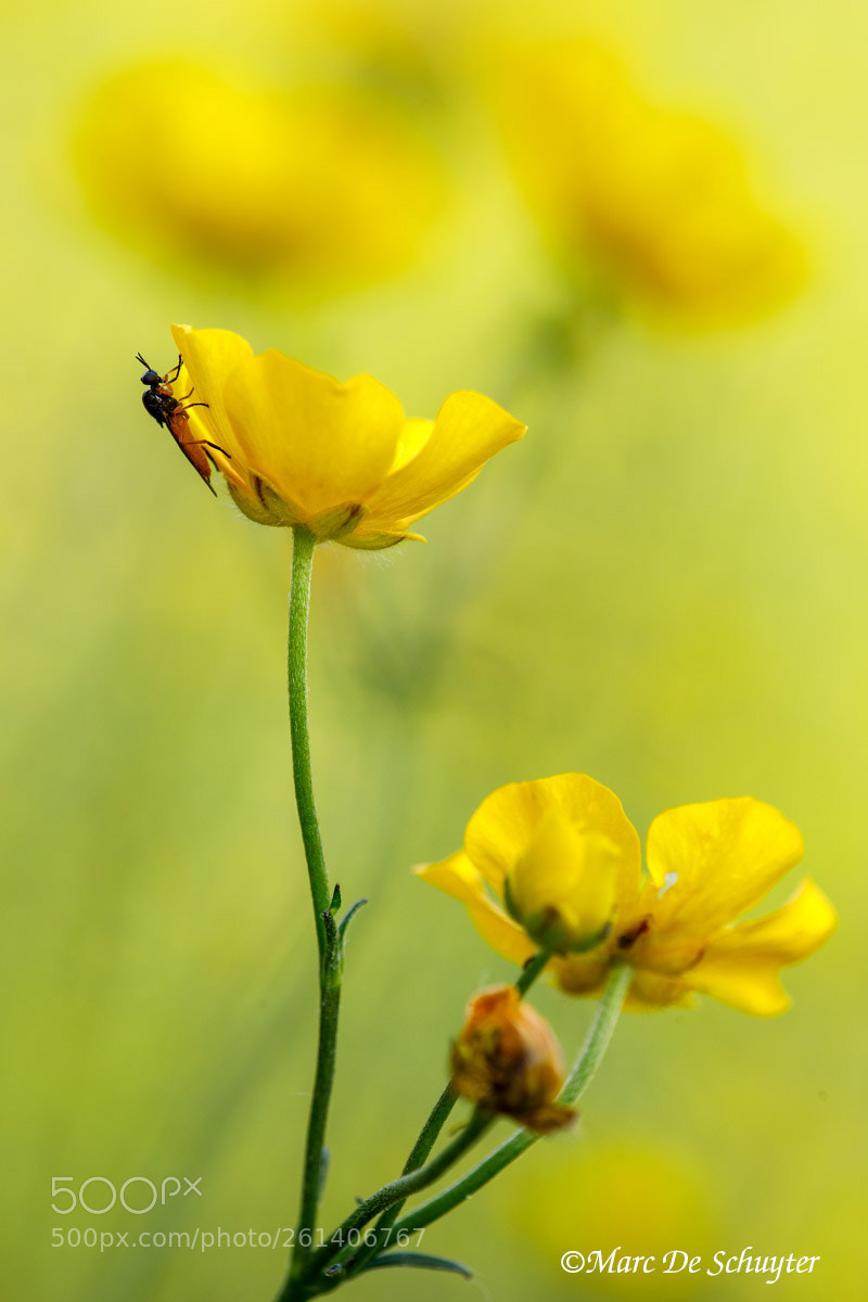 Canon EOS 5D Mark IV sample photo. Buttercups photography