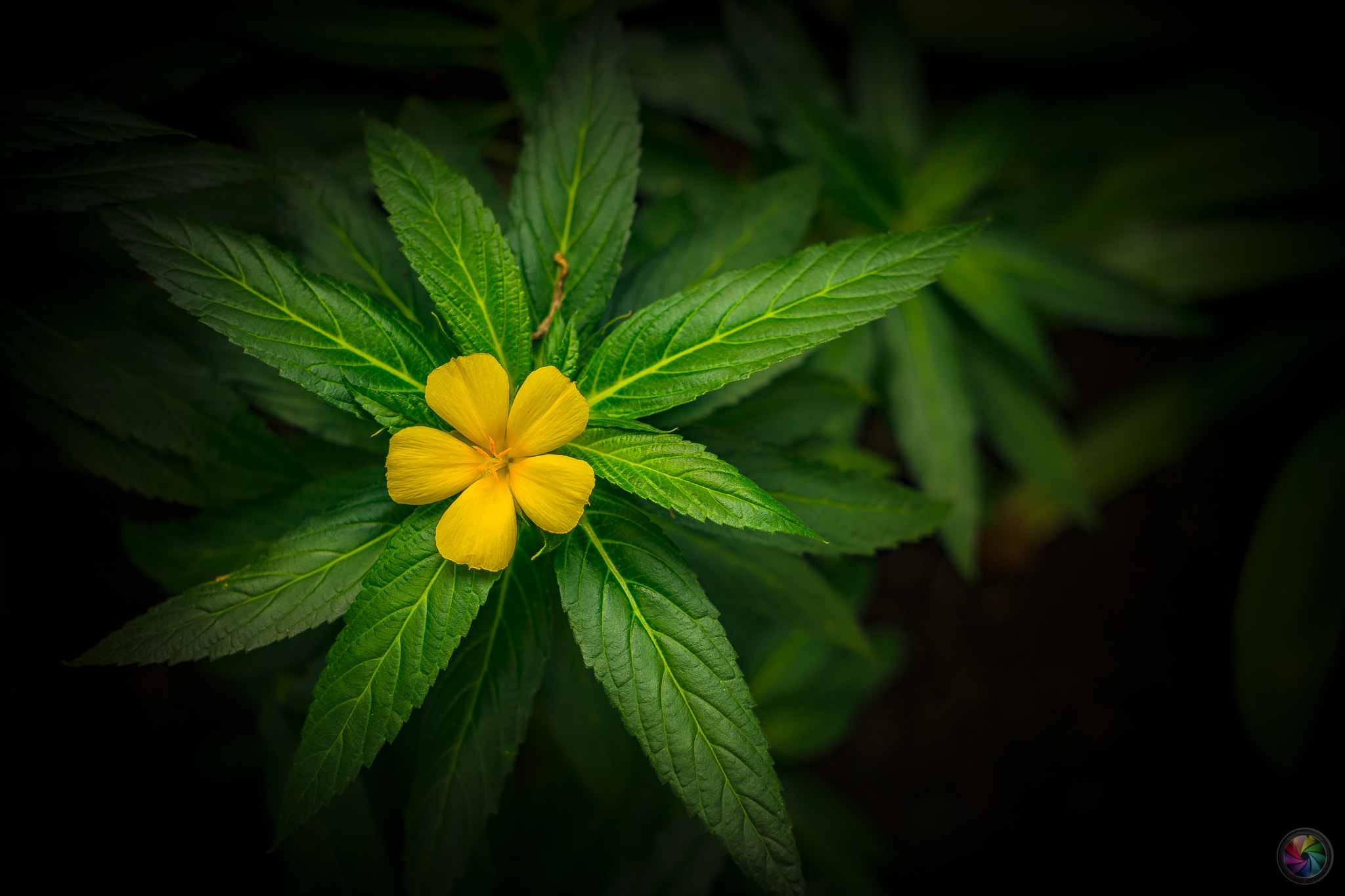 Sony a99 II sample photo. Botanischen gartens st.gallen - 86 photography