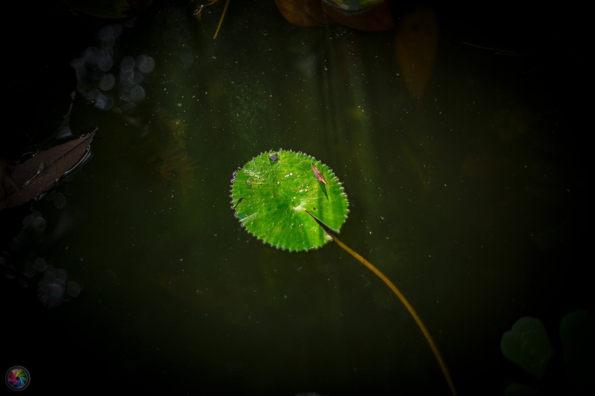 Sony a99 II sample photo. Botanischen gartens st.gallen - 87 photography