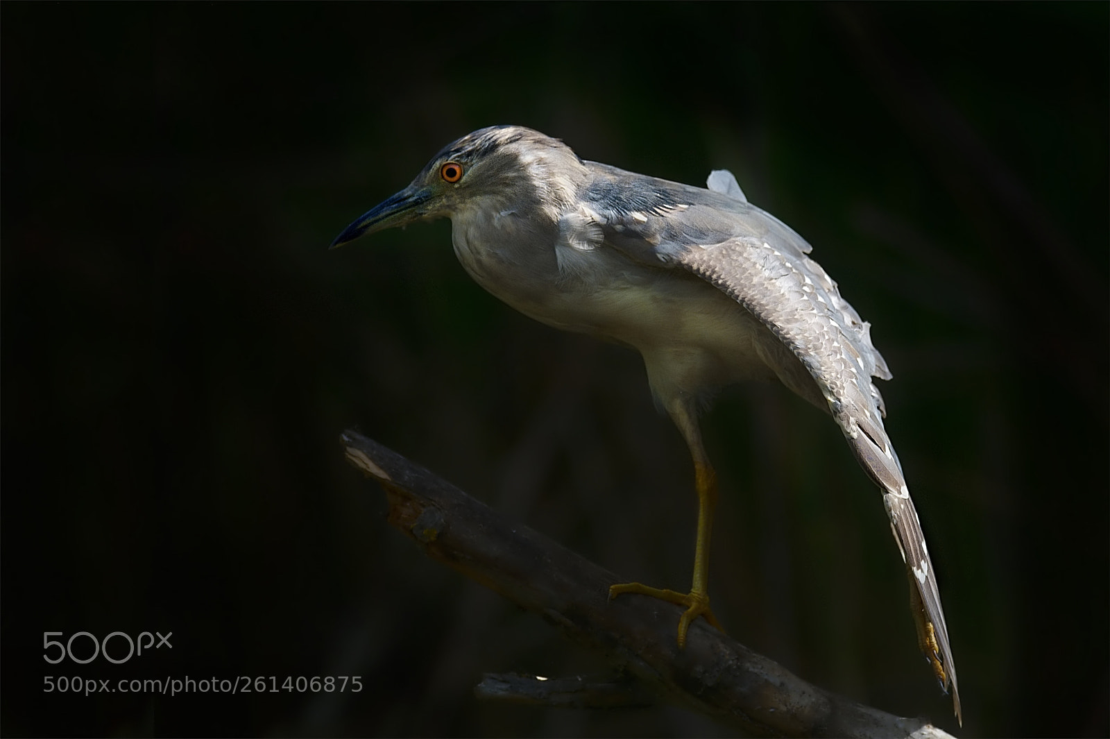 Nikon D500 sample photo. Stretching photography