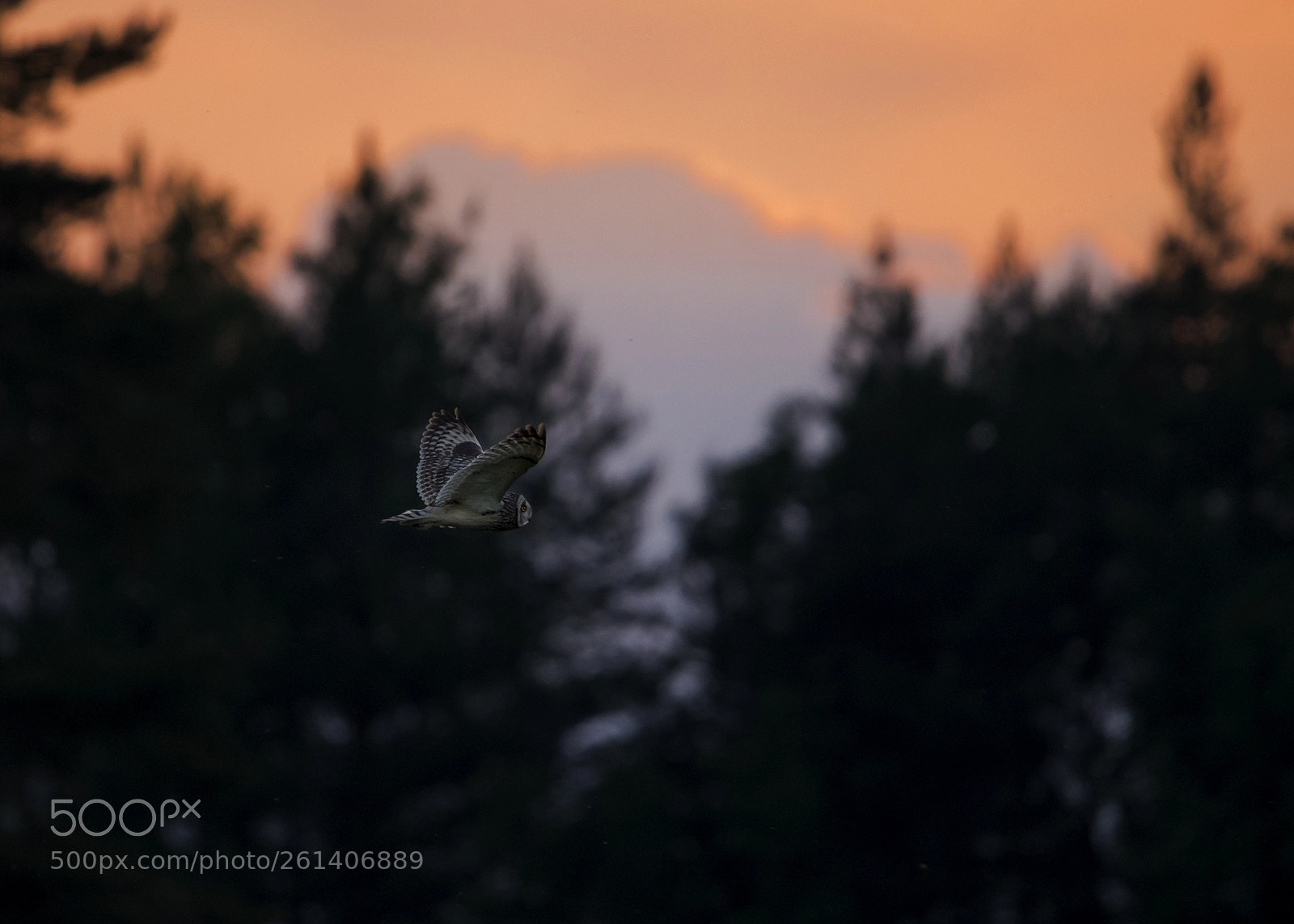 Canon EOS 6D sample photo. Short eared owl/jorduggla photography
