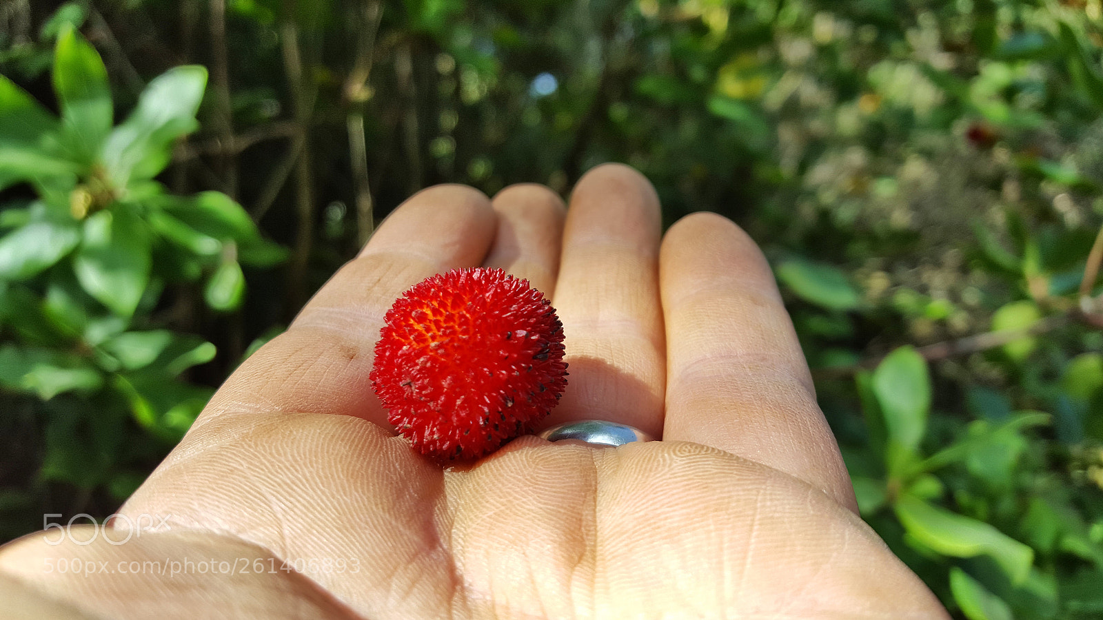 Samsung Galaxy S6 sample photo. 20171116_122158.jpg photography