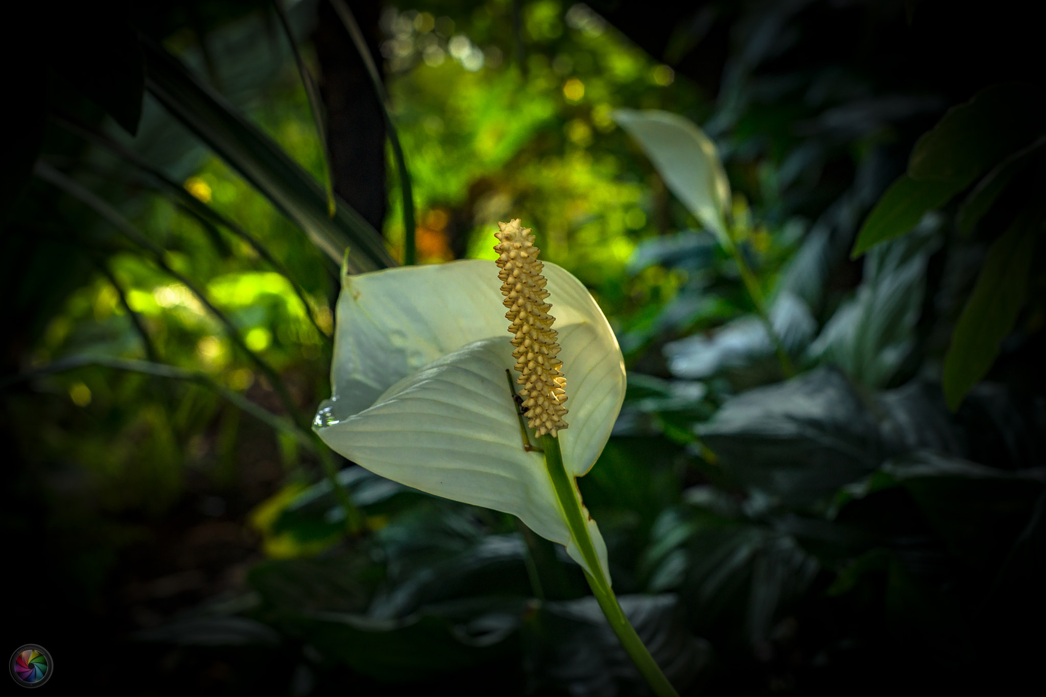 Sony a99 II sample photo. Botanischen gartens st.gallen - 88 photography